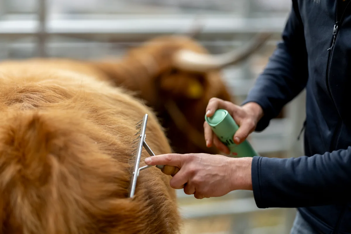 Man sieht ein Hochlandrind, das gekämmt wird.
